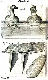 Planche anatomique.
