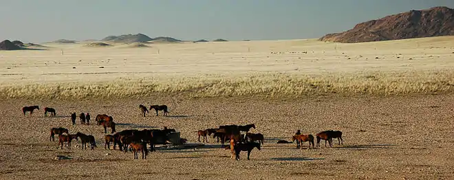 Chevaux sauvages entre Aus et Lüderitz