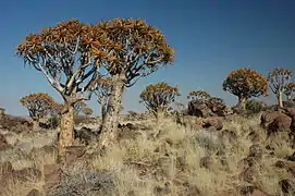 Quivertree Forest, ǁKaras. [réf.&nbsp;souhaitée]