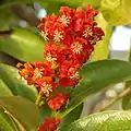Fleurs de Byrsonima crassifolia à Mérida (Yucatán, Mexique)