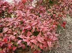 Variété à feuillage coloré