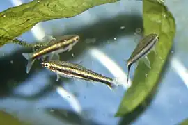 Nannostomus minimus