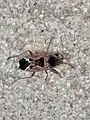 Naphius apicalis, Afrique du Sud.