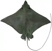 Aetobatus narutobiei