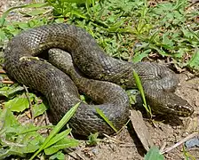 Couleuvre vipérine(Natrix maura)
