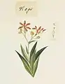 Illustration botanique