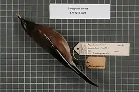 Hartlaubius auratus