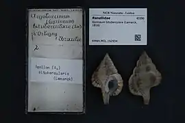 Gyrineum bituberculare.