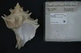 Forreria belcheri.