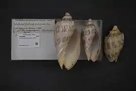 Cymbiola nivosa
