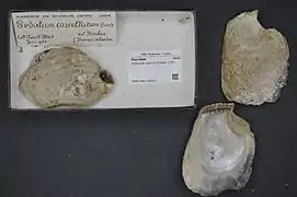 Isognomon perna