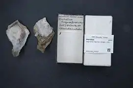 Isognomon legumen