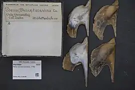 Pteria hirundo
