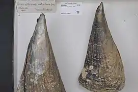 Atrina zelandica