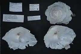 Onustus longleyi