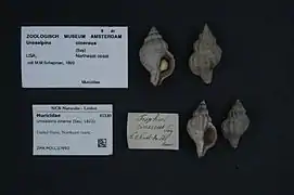 Urosalpinx cinerea.