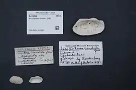 Arca candida