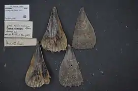 Atrina strangei