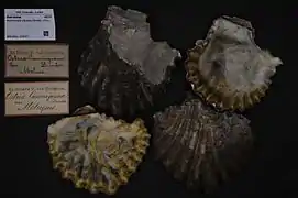 Alectryonella plicatula