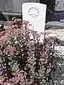 Tombe de guerre de la CWGC.