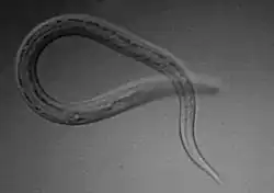 Une larve sous un microscope ressemblant à un ver avec une extrémité en travers de l'autre
