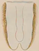 Neis cordigera