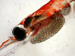 La tête d'un krill femelle de l'espèce Nematoscelis difficilis avec son sac à couvée. Les œufs ont un diamètre de 0,3&nbsp;à 0,4&nbsp;mm (0,012&nbsp;à 0,016&nbsp;in).