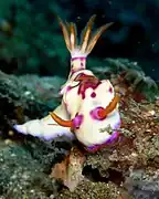 Nembrotha sp 5 (espèce encore non décrite)