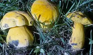 Neoboletus praestigiator var. pseudosulphureus, le Bolet jonquille, comestible après cuisson.