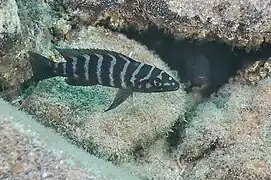 Neolamprologus cylindricus.