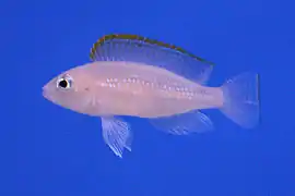 Neolamprologus caudopunctatus de "Kapampa".