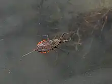 Une Nèpe cendrée parasitée par des acariens.