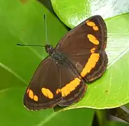 Neptis frobenia