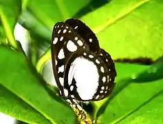 Neptis praslini