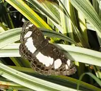 Neptis saclava