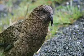 Nestor notabilis