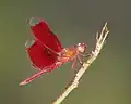 Anisoptère neurothemis fulvia mâle
