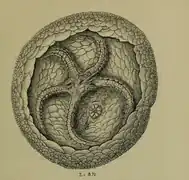 Lepidodiscus milleri.