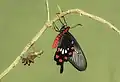 Pachliopta aristolochiae venant d'éclore.
