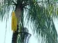 Une inflorescence