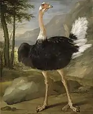 Étude d'autruche, Paris, musée du Louvre.