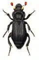 Nicrophorus humator