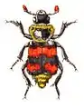 Nicrophorus vestigator