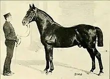 Photo noir et blanc de présentation d'un cheval par un homme.