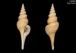 Nihonia australis