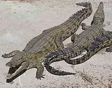 Crocodile du Nil (Crocodylus niloticus, Crocodylidae)