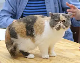 Un exotic shorthair écaille bleu.