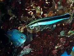 Aspidontus taeniatus.