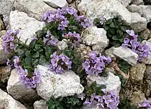 Petites fleurs aux pétales violets plantées entre des cailloux.