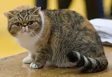 Exotic shorthair écaille de tortue tabby et blanc